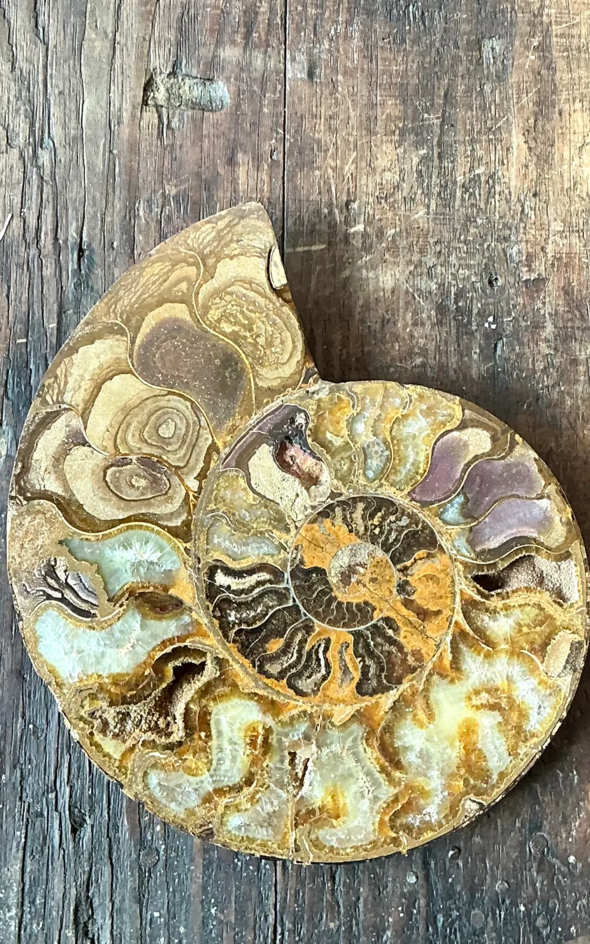 Vintage Fossilized Ammonite Specimen — additional photo 6