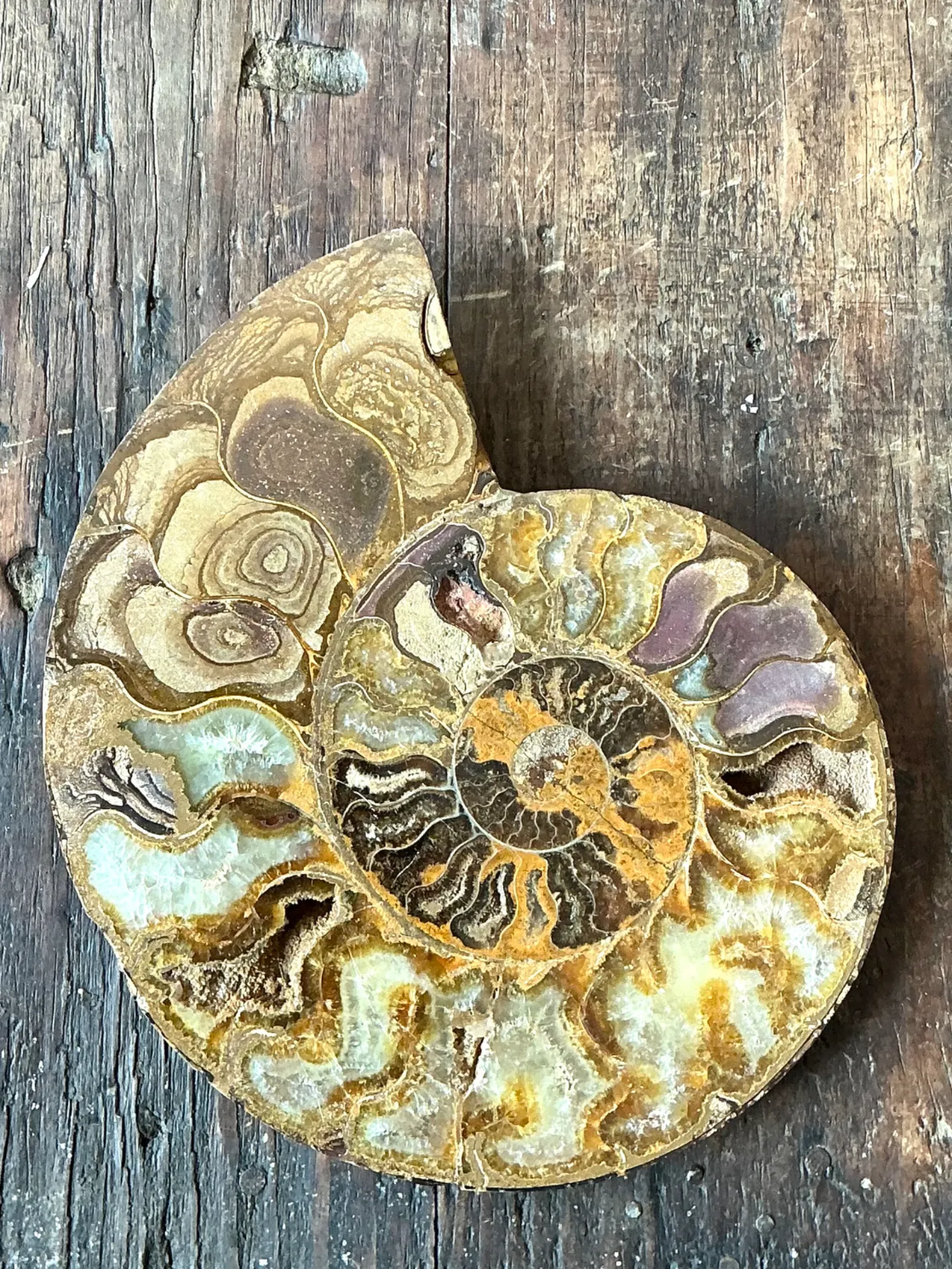 Vintage Fossilized Ammonite Specimen — additional photo 8