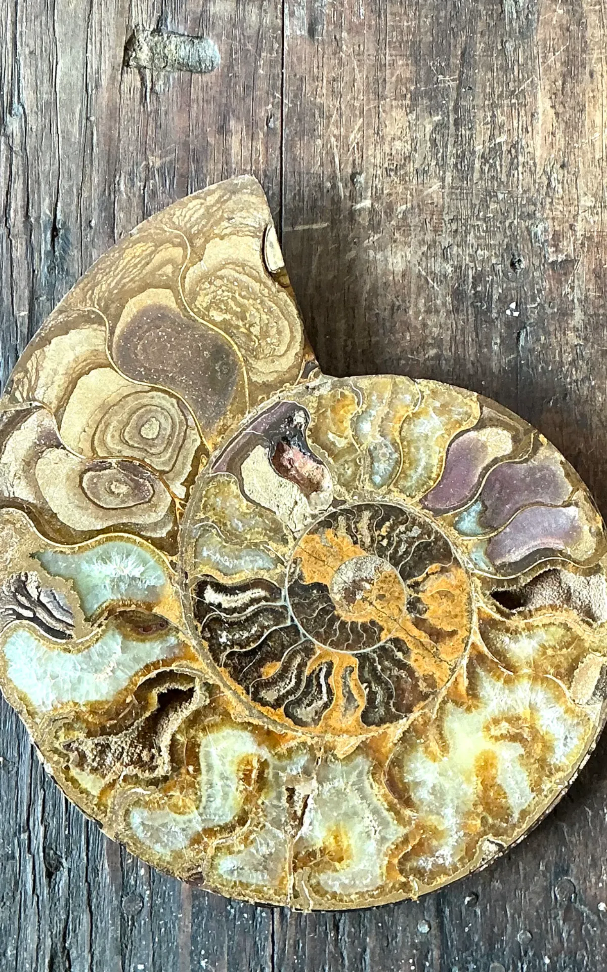 Vintage Fossilized Ammonite Specimen — additional photo 8