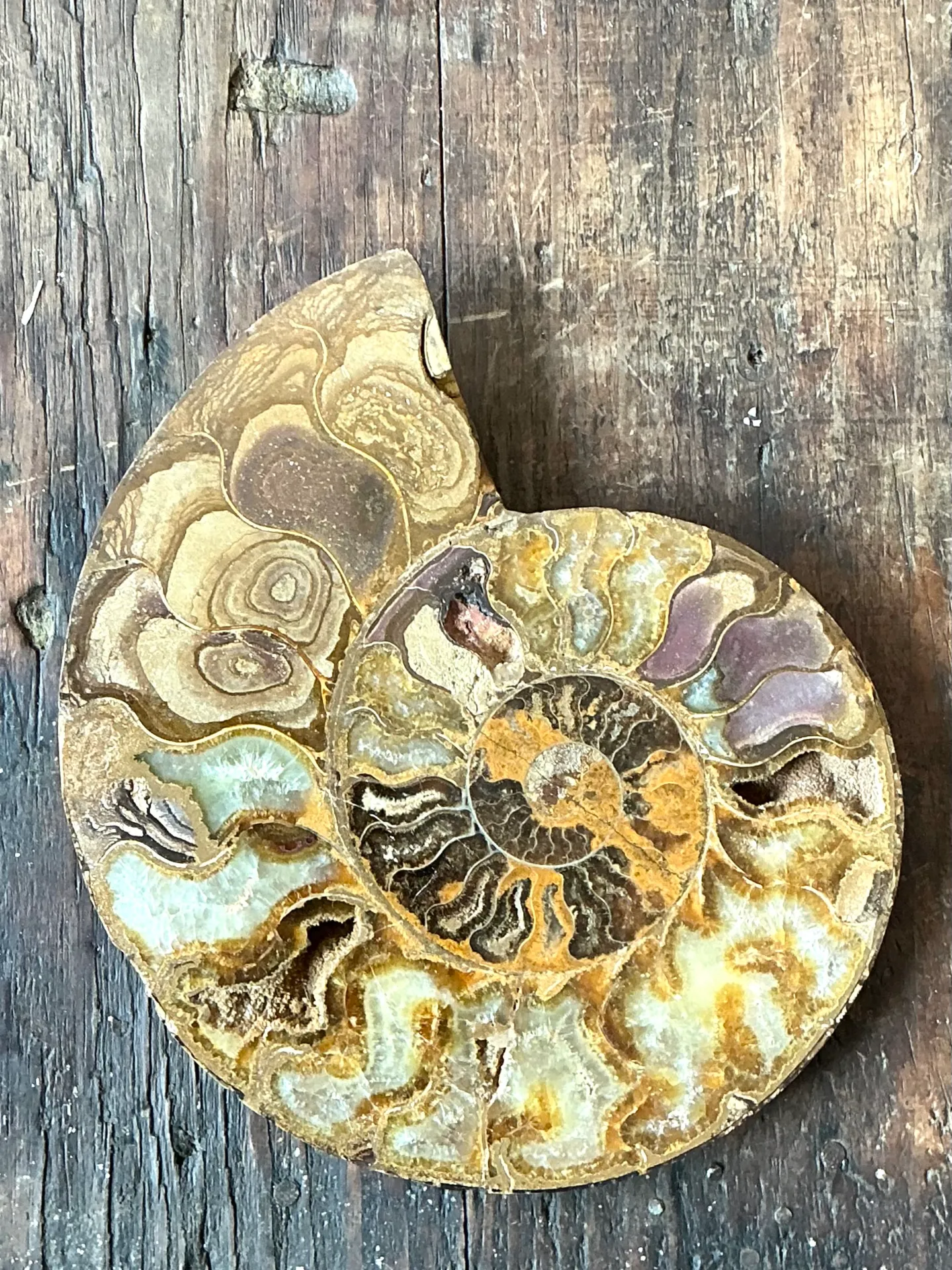 Vintage Fossilized Ammonite Specimen — additional photo 7