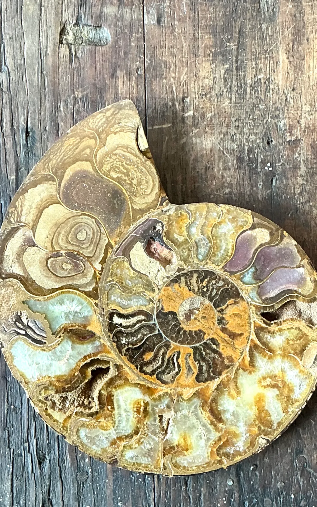 Vintage Fossilized Ammonite Specimen — additional photo 7