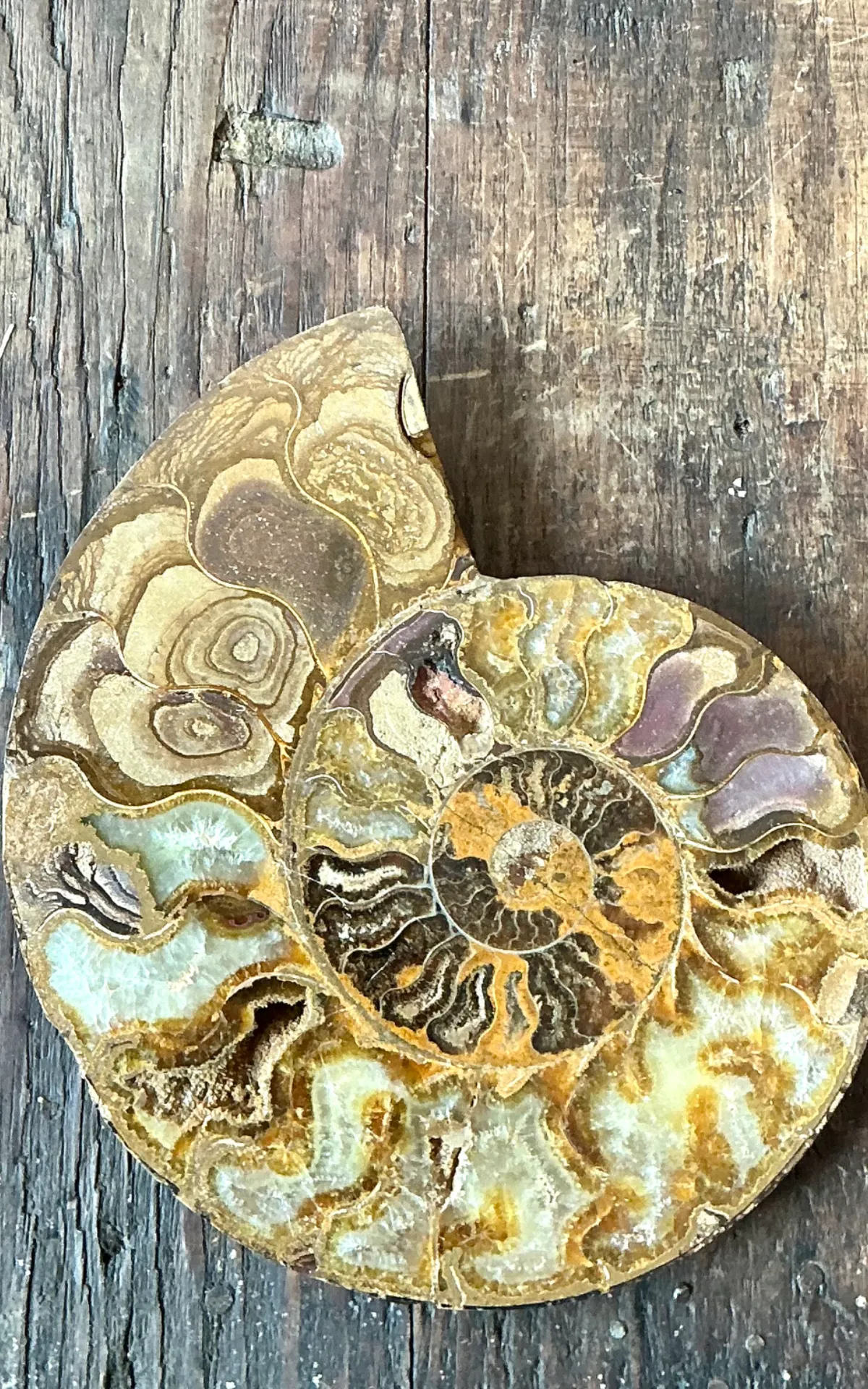 Vintage Fossilized Ammonite Specimen — additional photo 3