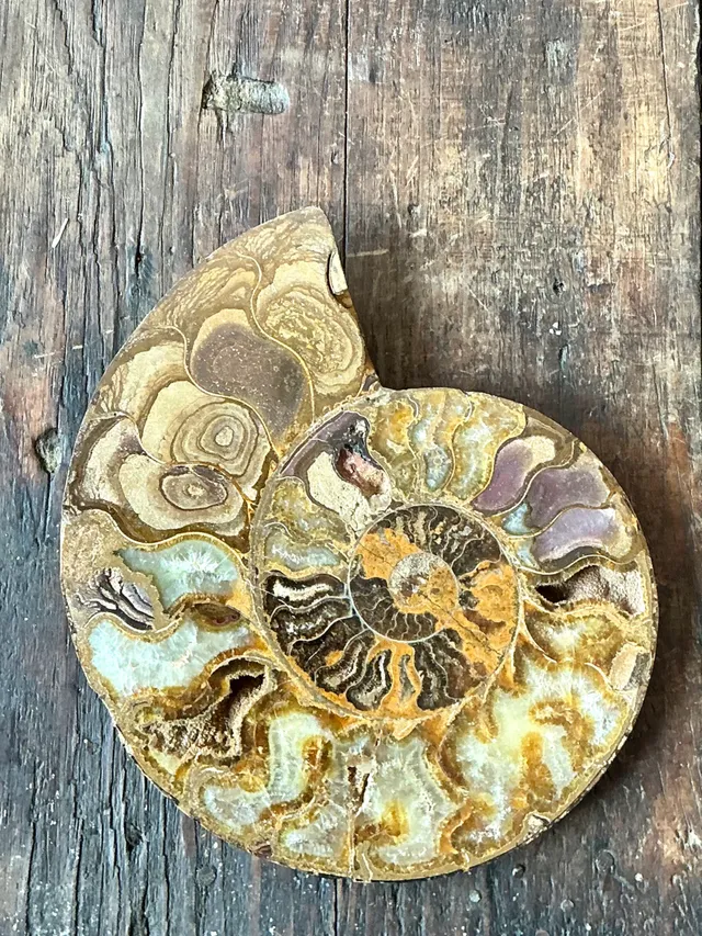 Vintage Fossilized Ammonite Specimen — additional photo 3