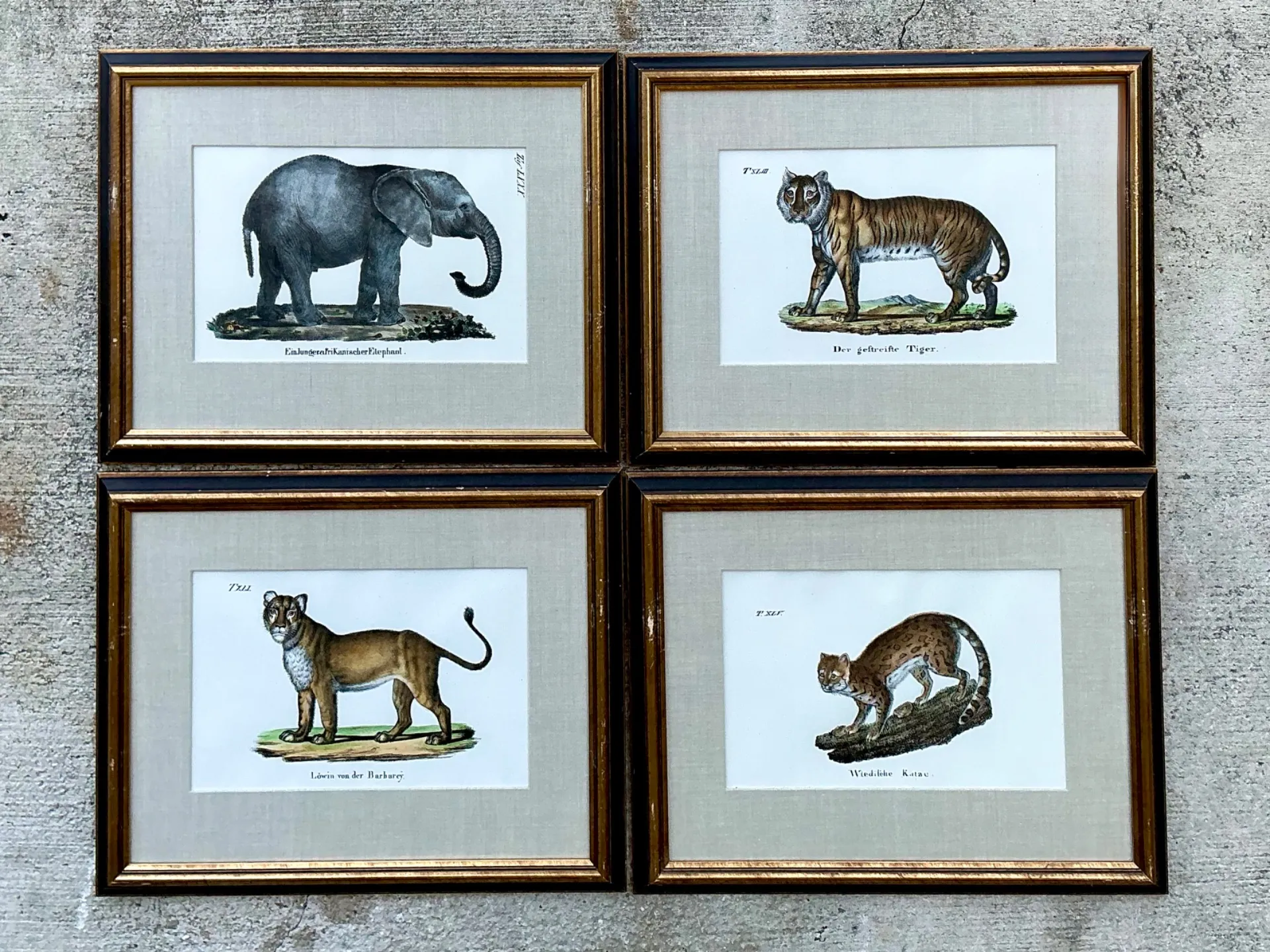 Vintage Framed Animal Illustrations - Set of 4 — additional photo 5