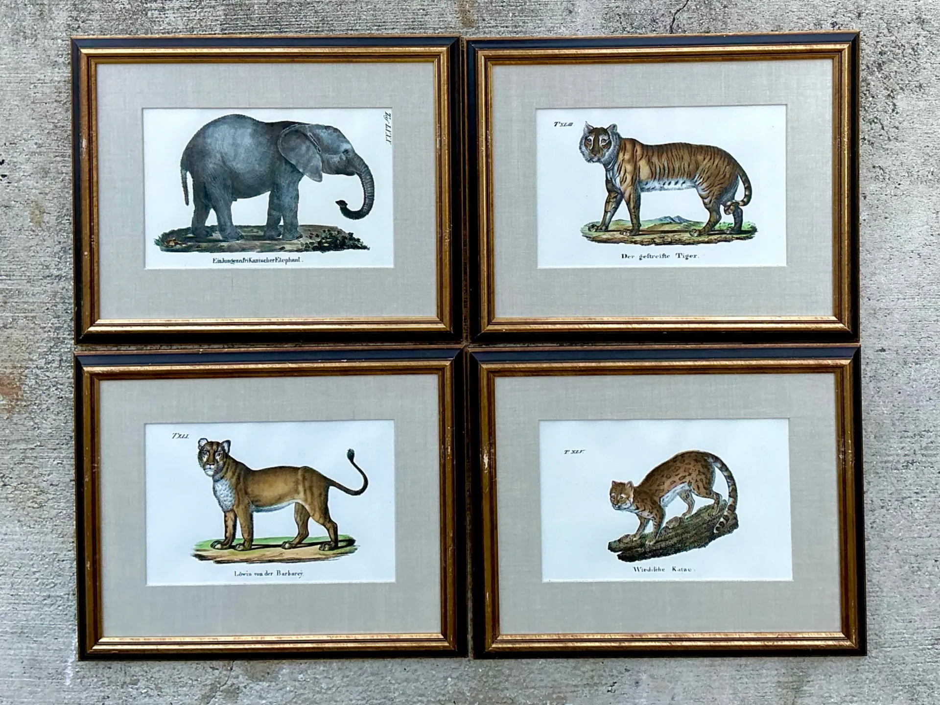 Vintage Framed Animal Illustrations - Set of 4 — additional photo 4