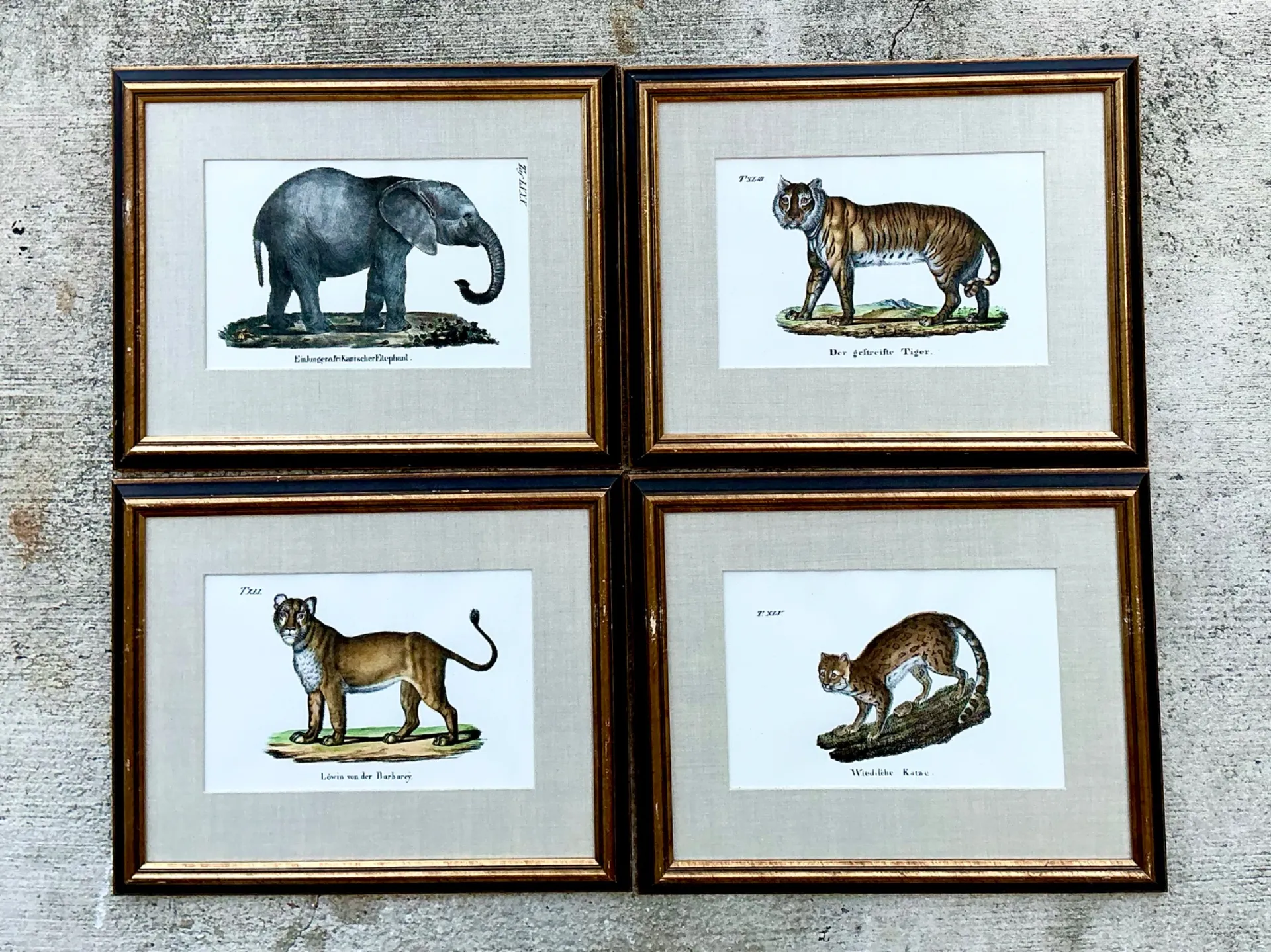 Vintage Framed Animal Illustrations - Set of 4 — additional photo 6