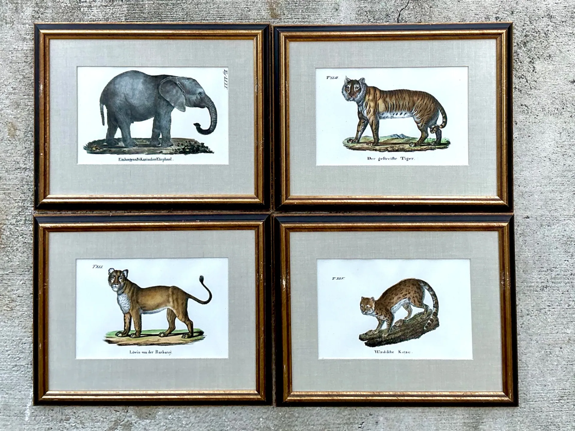 Vintage Framed Animal Illustrations - Set of 4 — additional photo 8