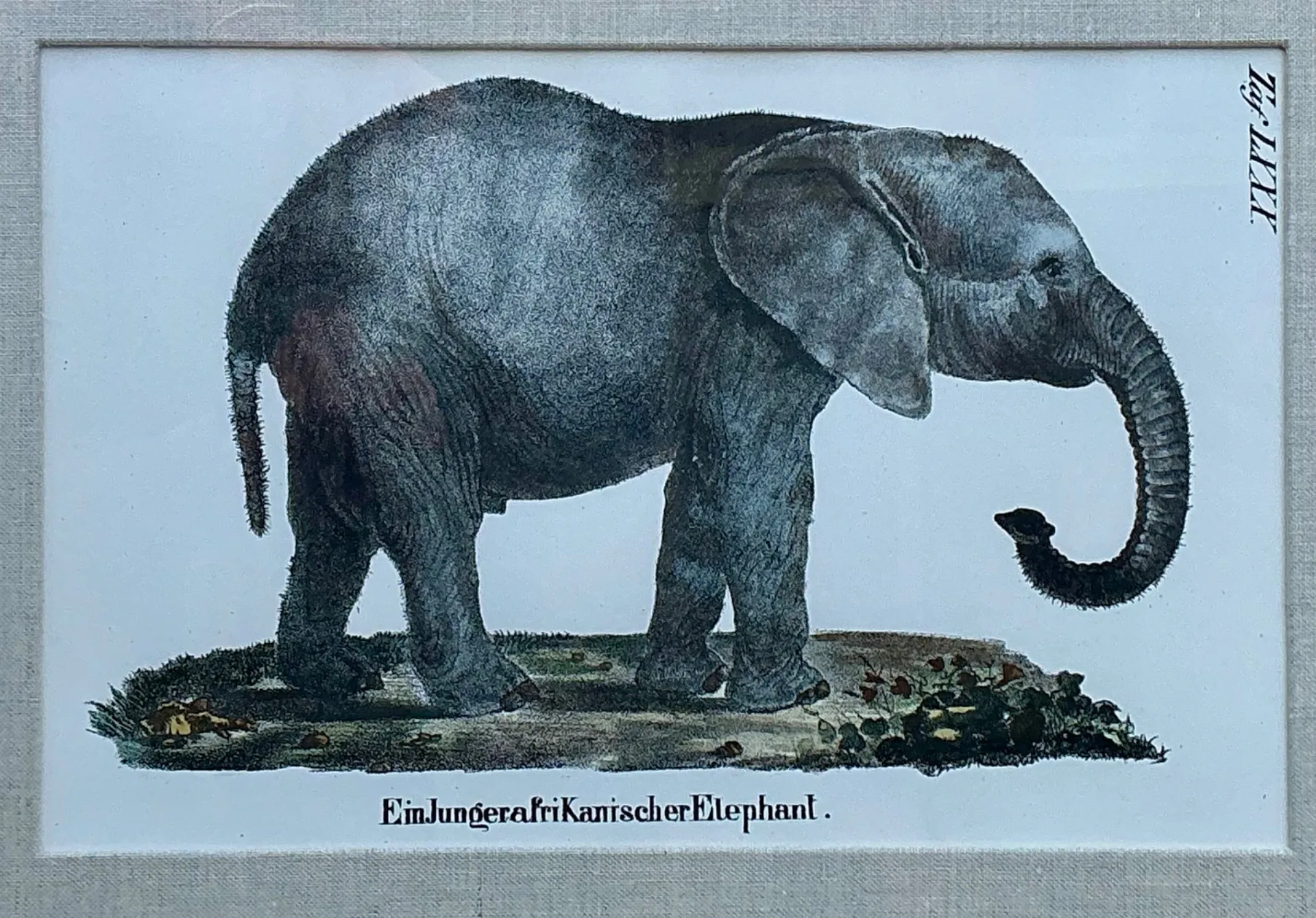 Vintage Framed Animal Illustrations - Set of 4 — additional photo 3