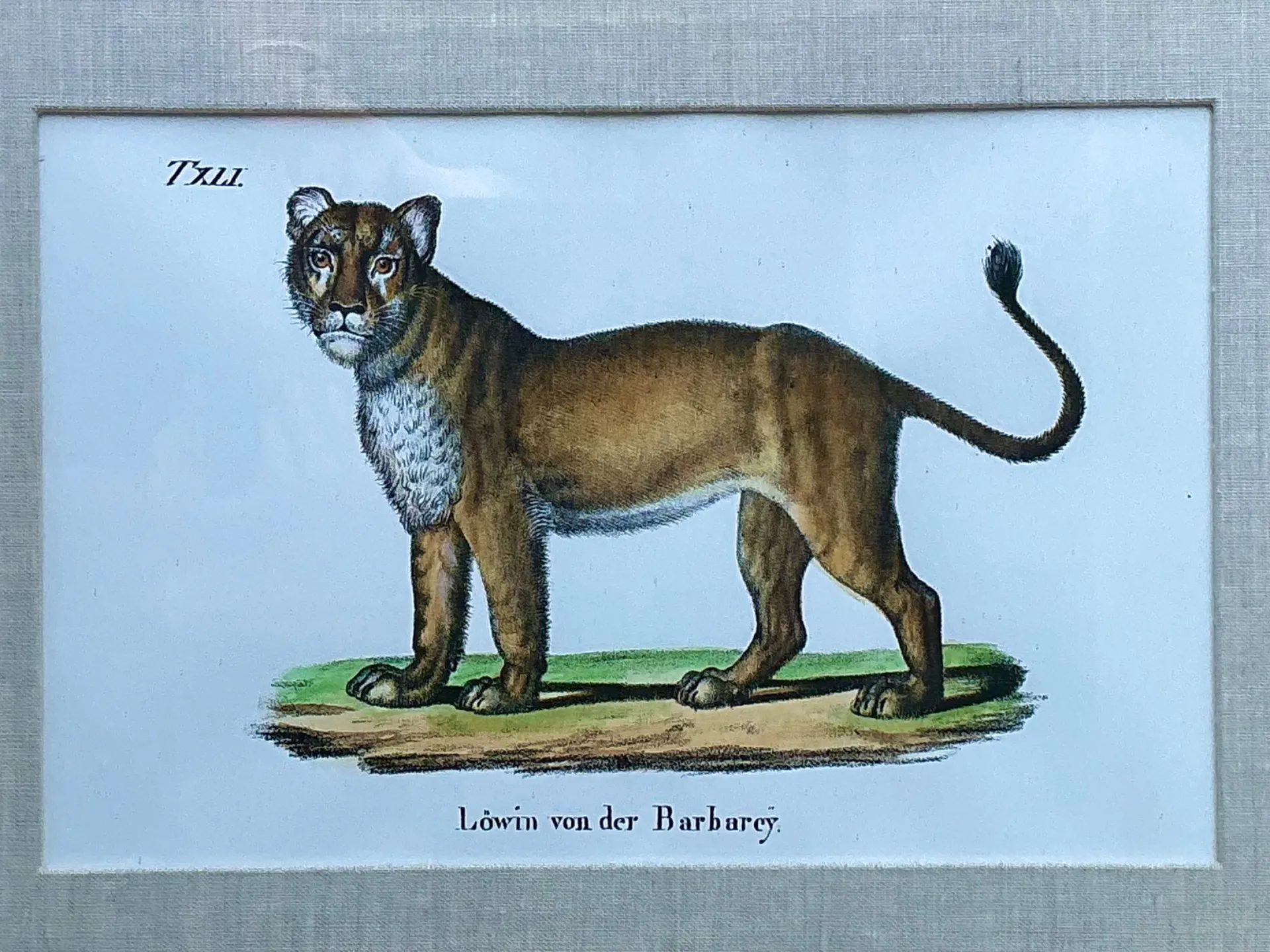 Vintage Framed Animal Illustrations - Set of 4 — additional photo 2
