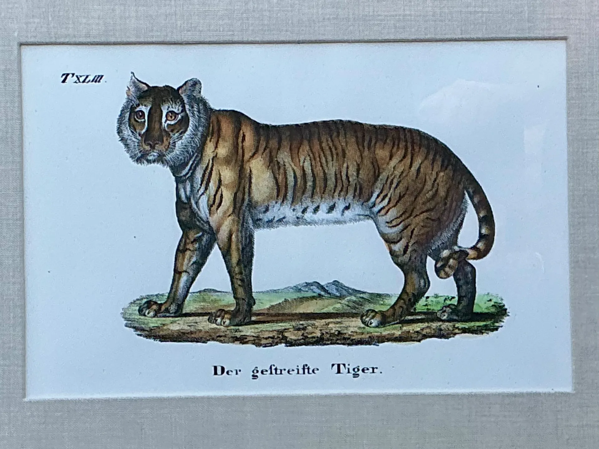 Vintage Framed Animal Illustrations - Set of 4 — additional photo 7