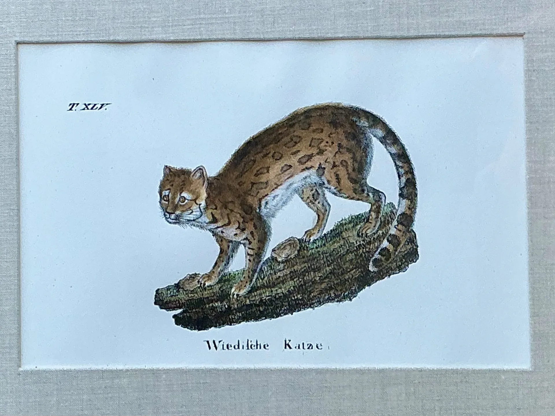 Vintage Framed Animal Illustrations - Set of 4 — additional photo 1