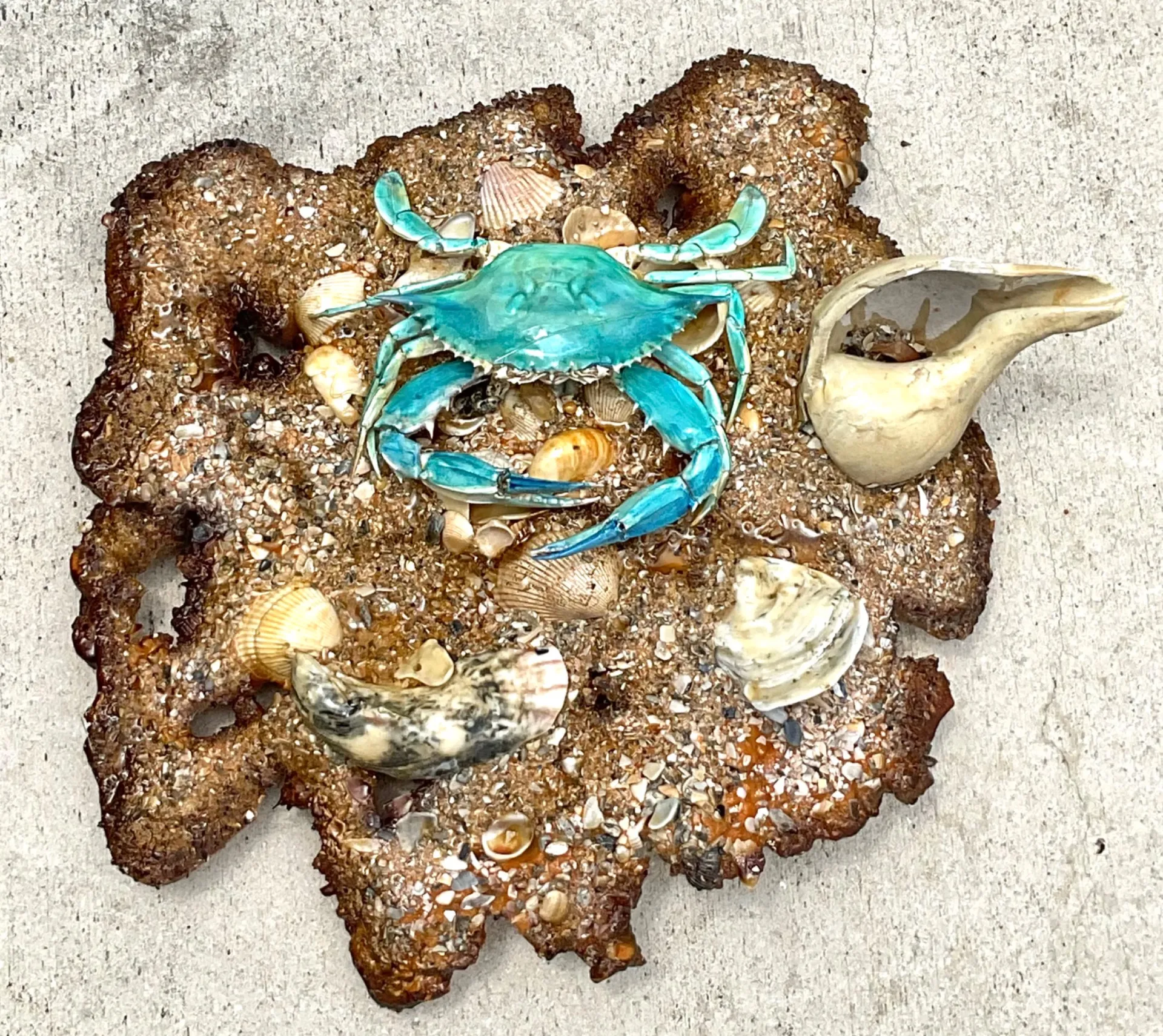 Vintage Coastal Crab and Shells Wall Art - Shell, 18W x 17H — additional photo 6