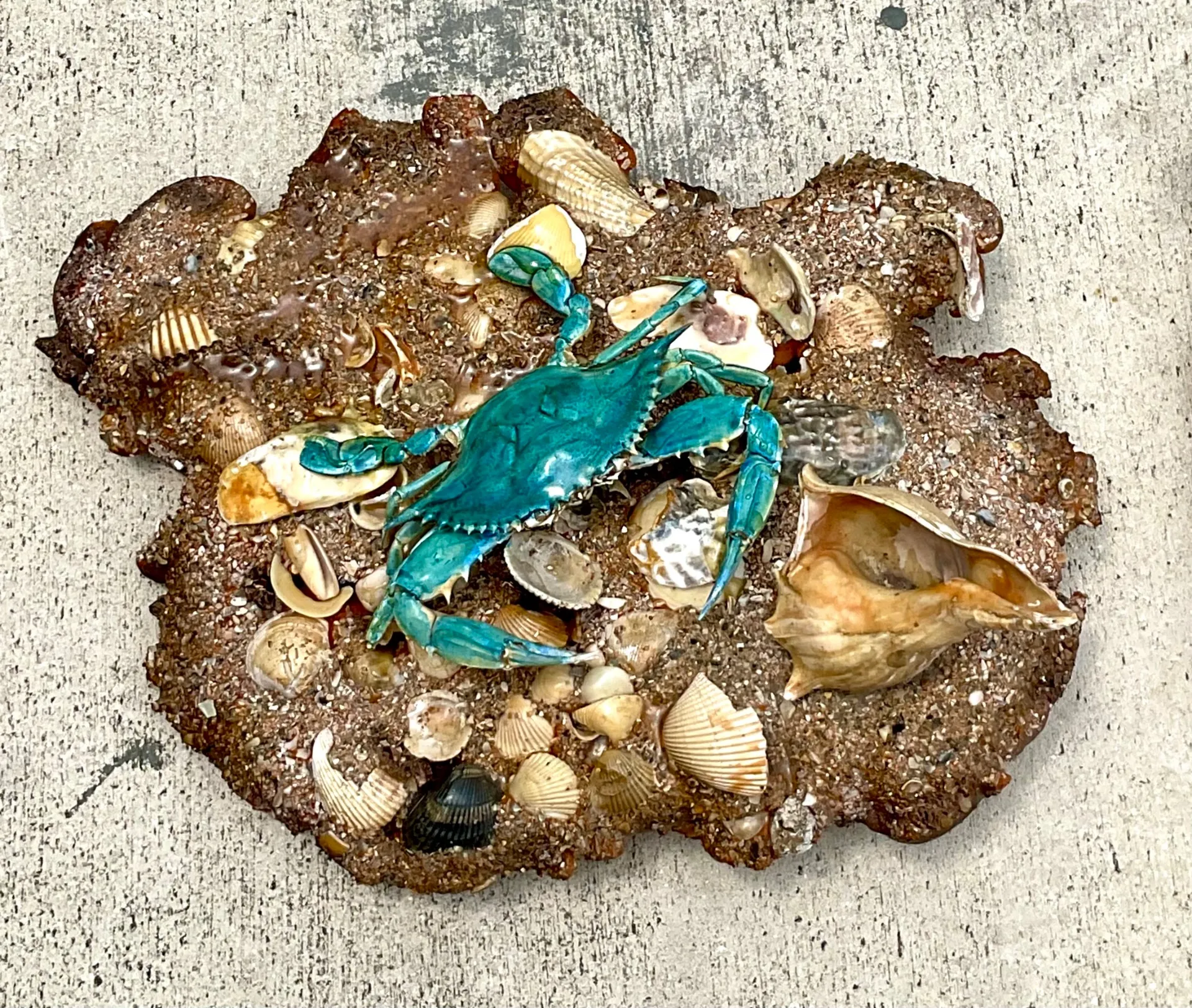 Vintage Coastal Crab and Shells Wall Art - Shell, 18W x 17H — additional photo 7