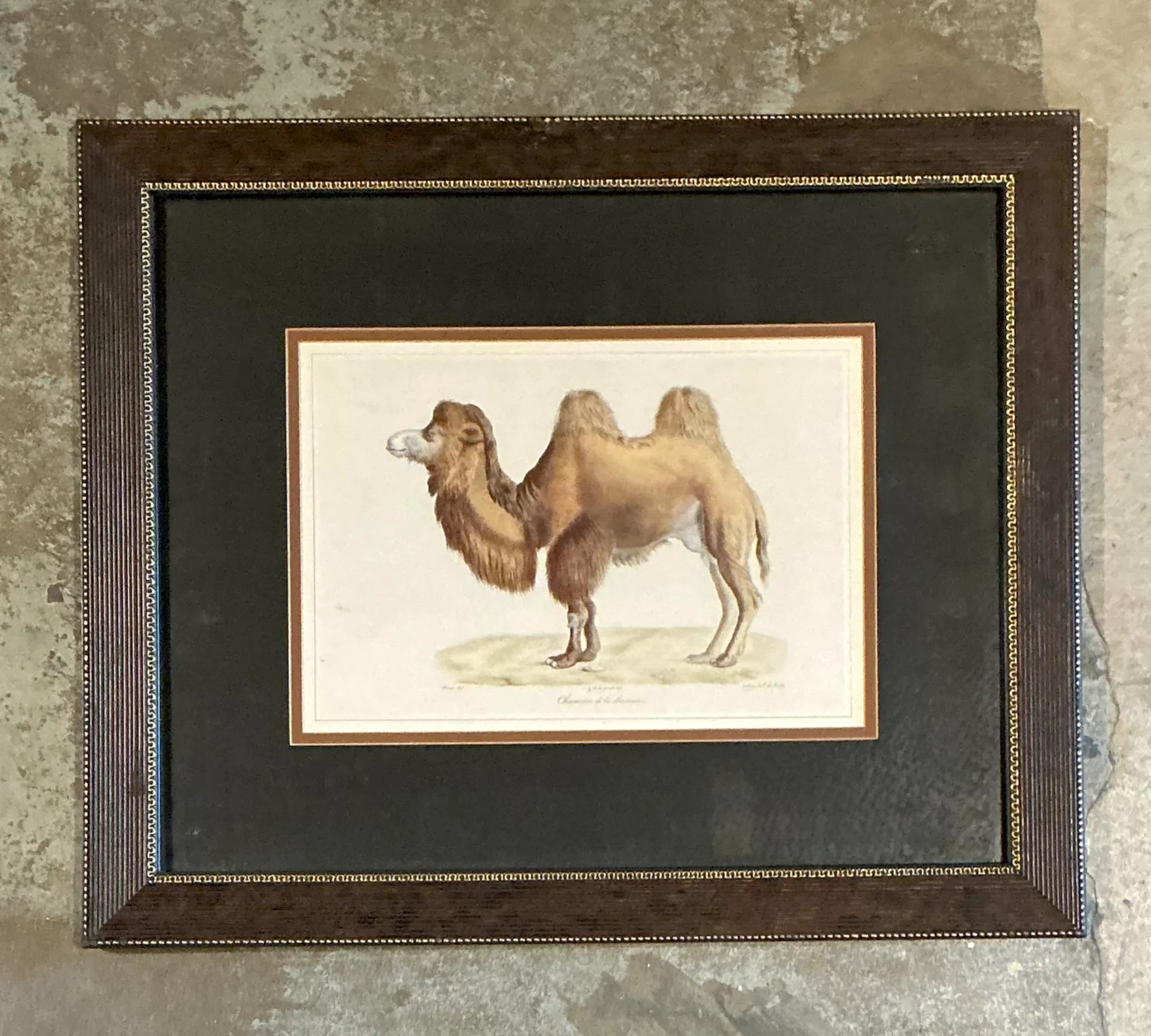 Vintage Framed Camel Print — additional photo 1