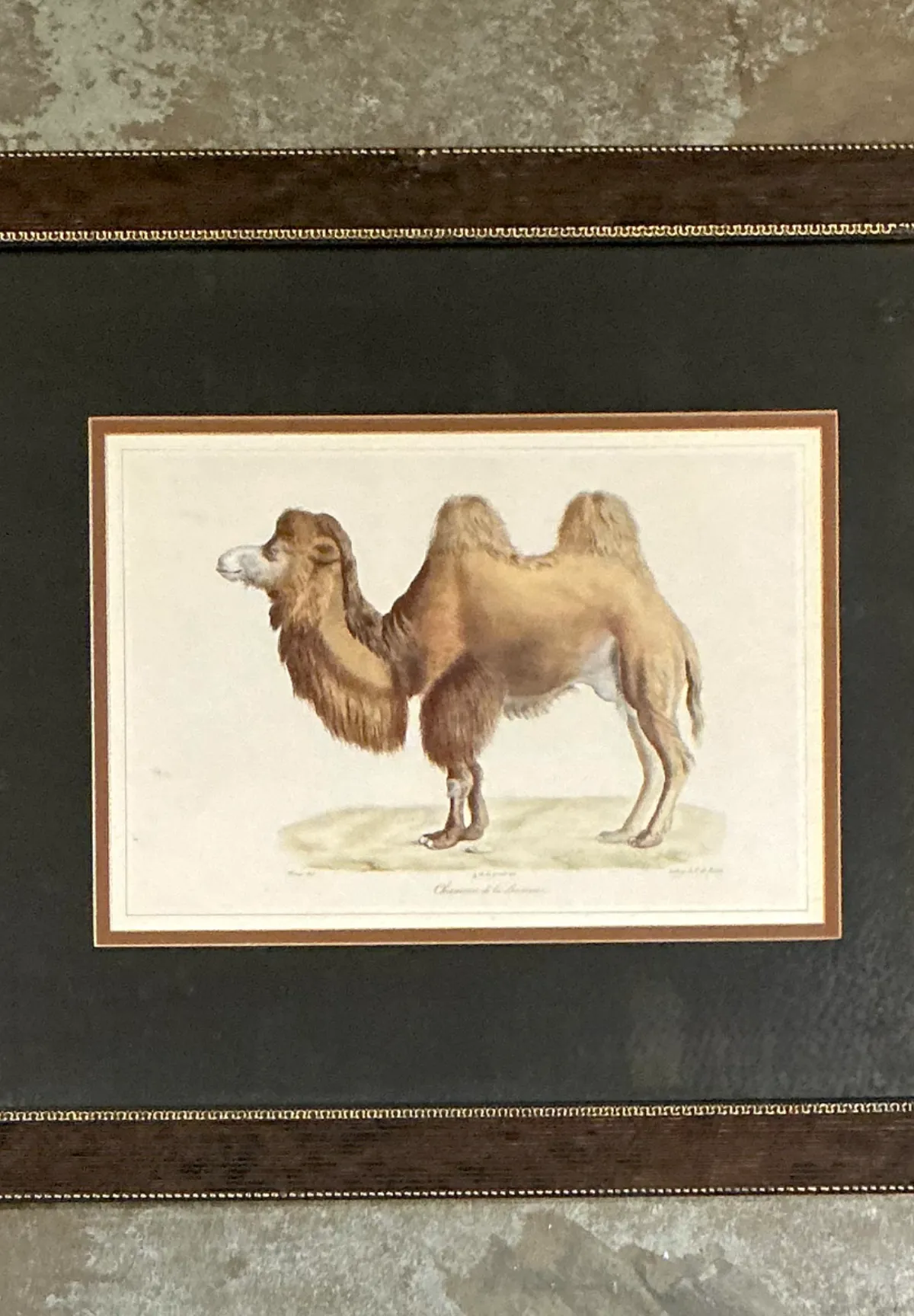 Vintage Framed Camel Print — additional photo 1