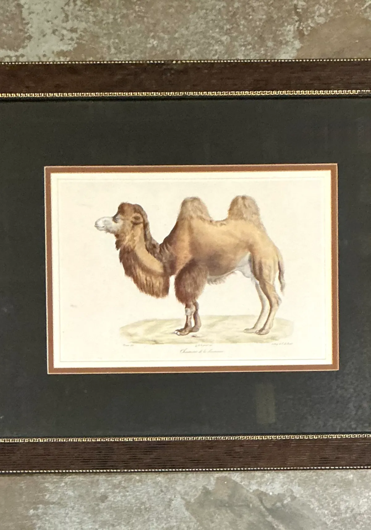 Vintage Framed Camel Print — additional photo 3