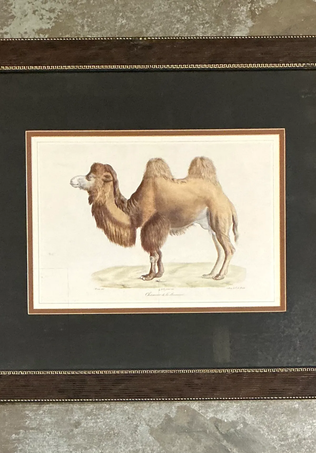 Vintage Framed Camel Print — additional photo 5