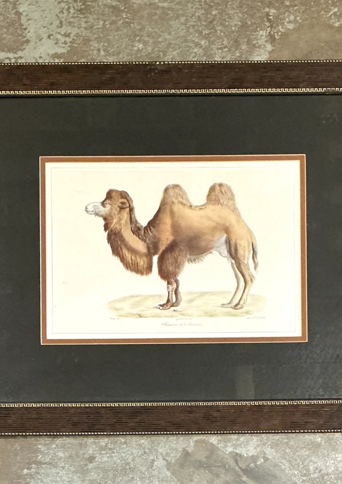 Vintage Framed Camel Print — additional photo 7