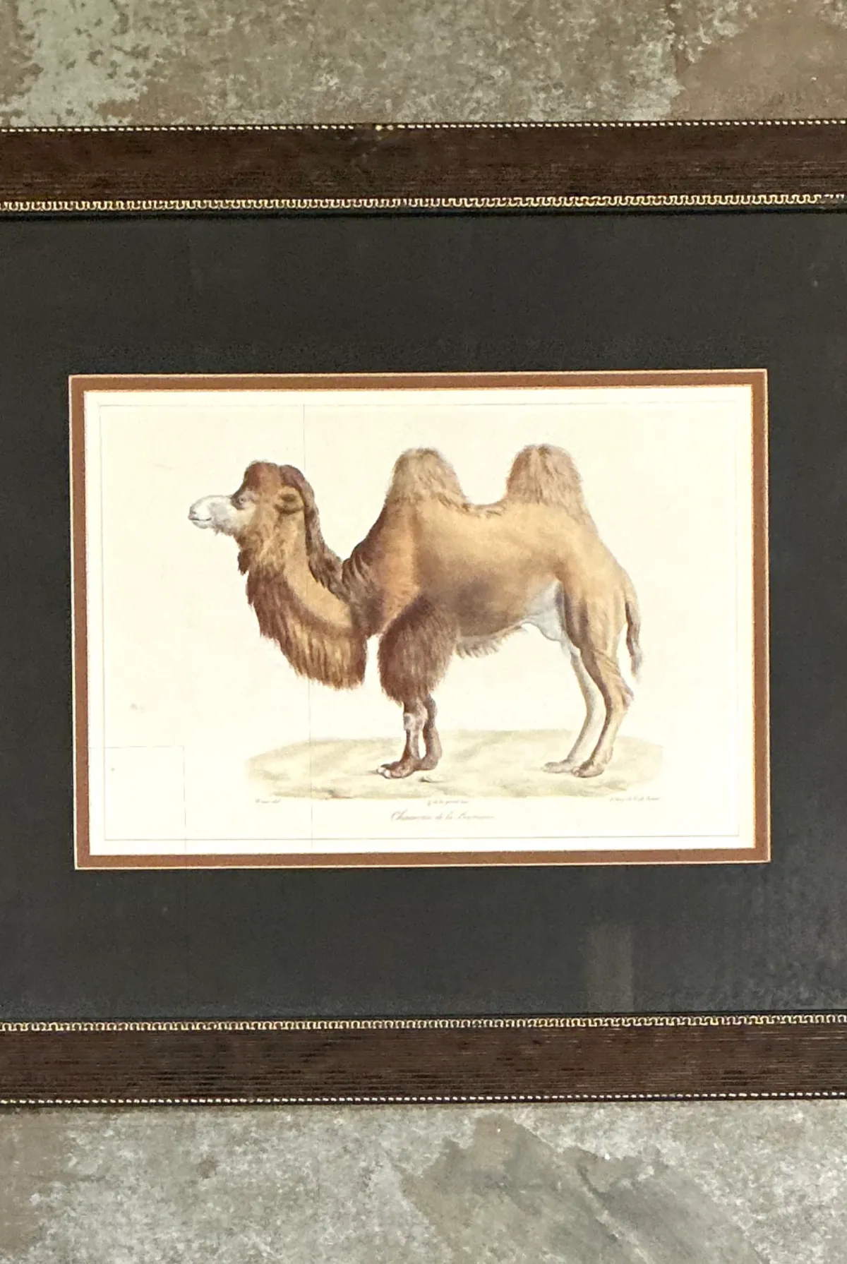 Vintage Framed Camel Print — additional photo 2