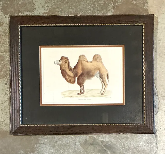 Vintage Framed Camel Print — additional photo 2