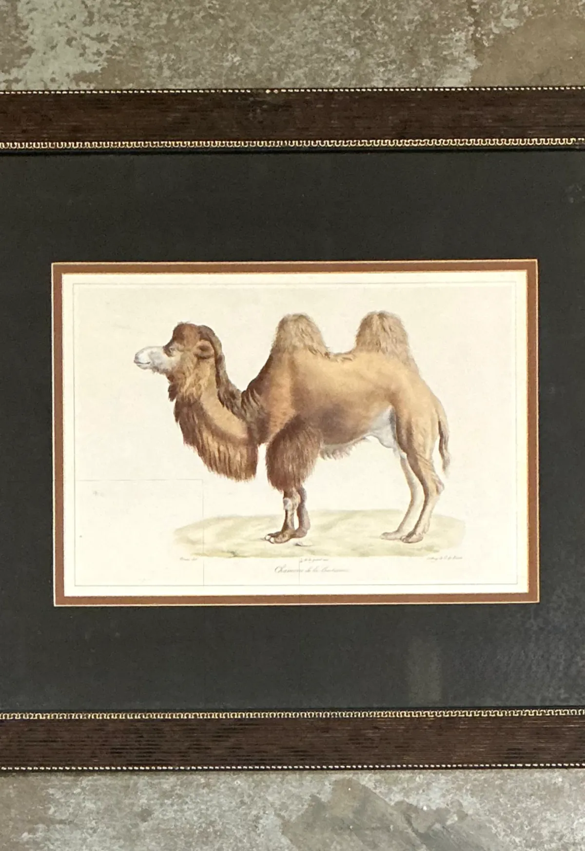 Vintage Framed Camel Print — additional photo 4
