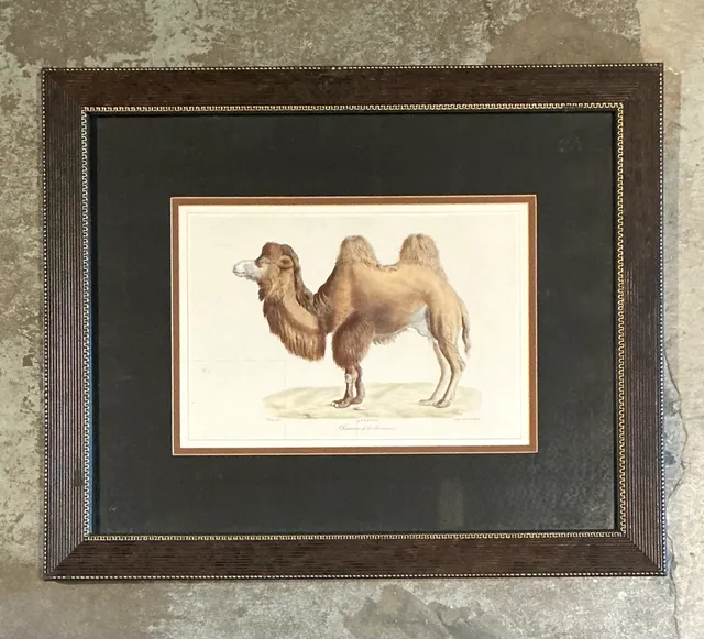 Vintage Framed Camel Print — additional photo 4