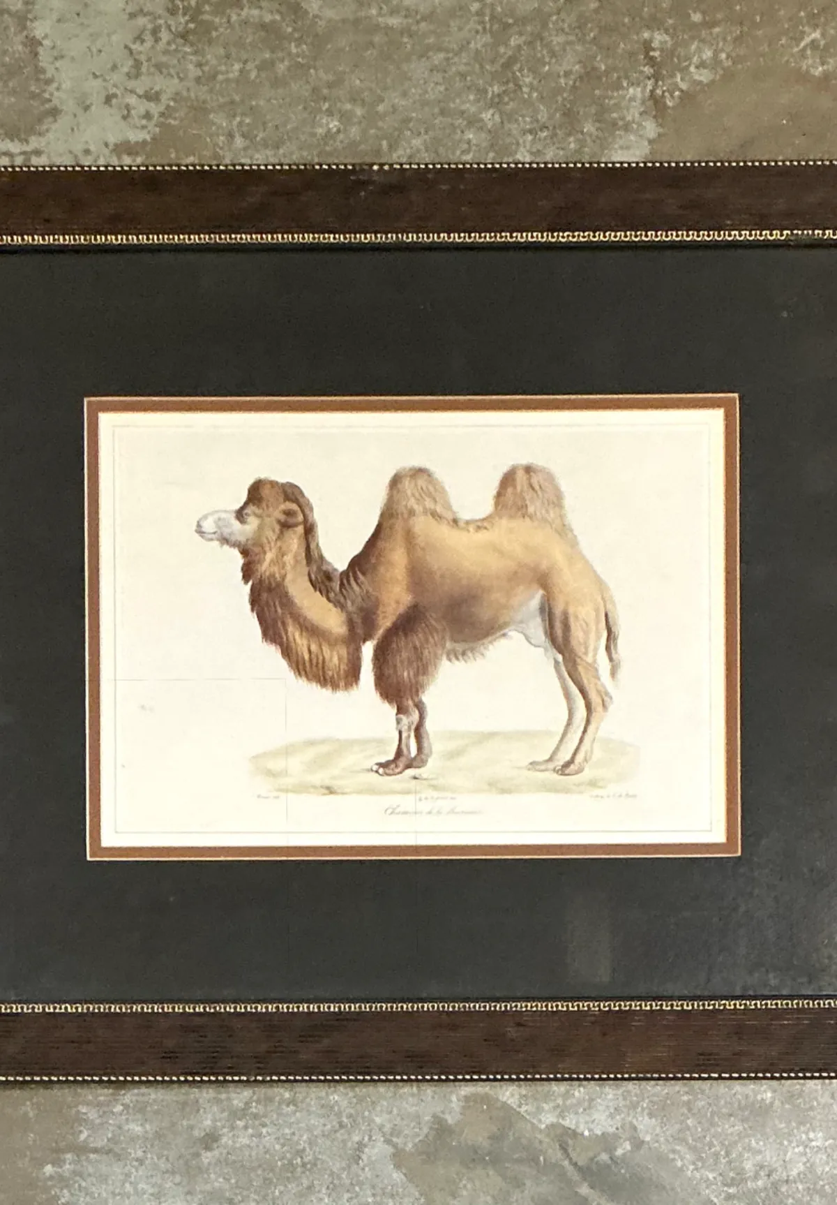 Vintage Framed Camel Print — additional photo 6