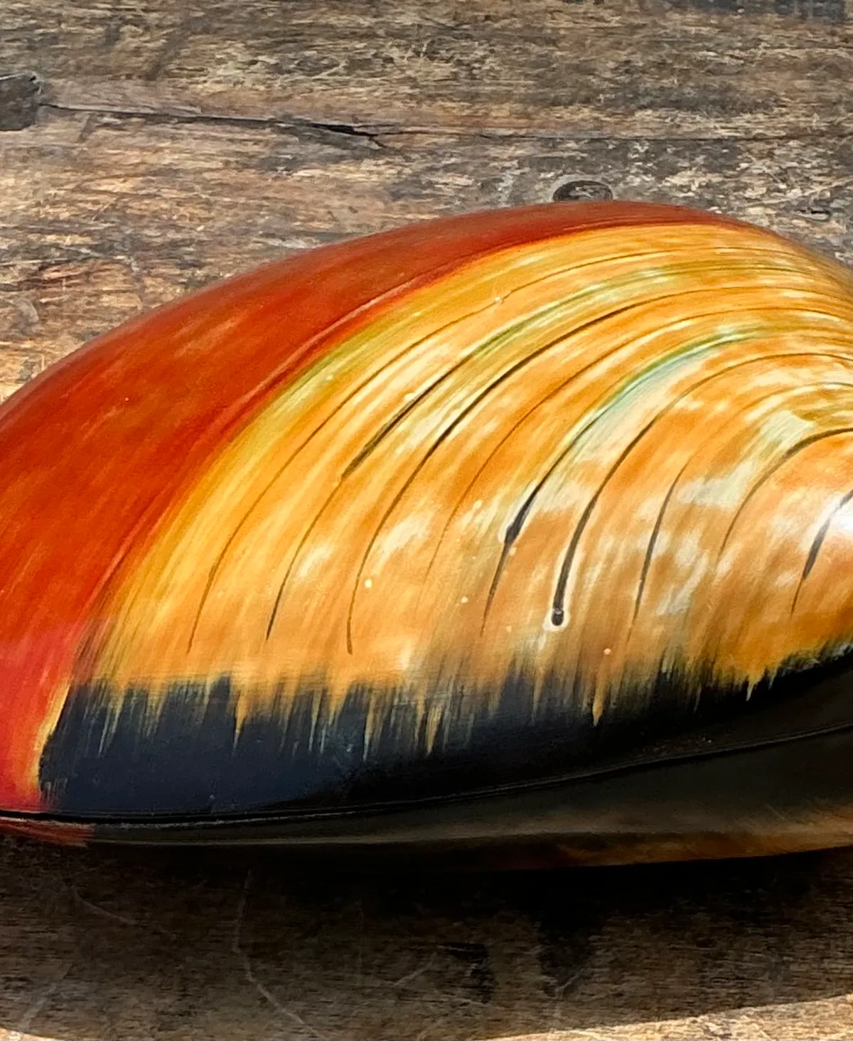 Vintage Lacquered Clam Shell Box — additional photo 4