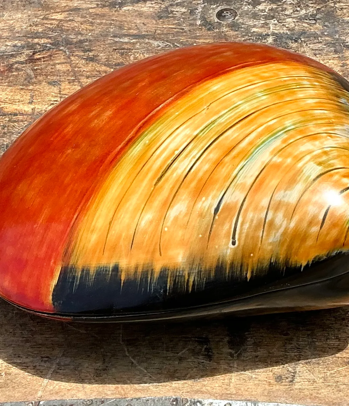 Vintage Lacquered Clam Shell Box — additional photo 6