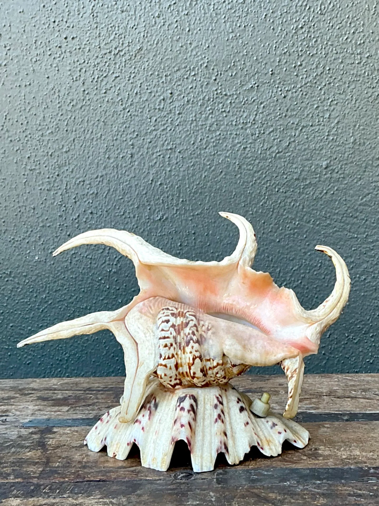 Vintage Spiked Shell Vanity Lamp — additional photo 2