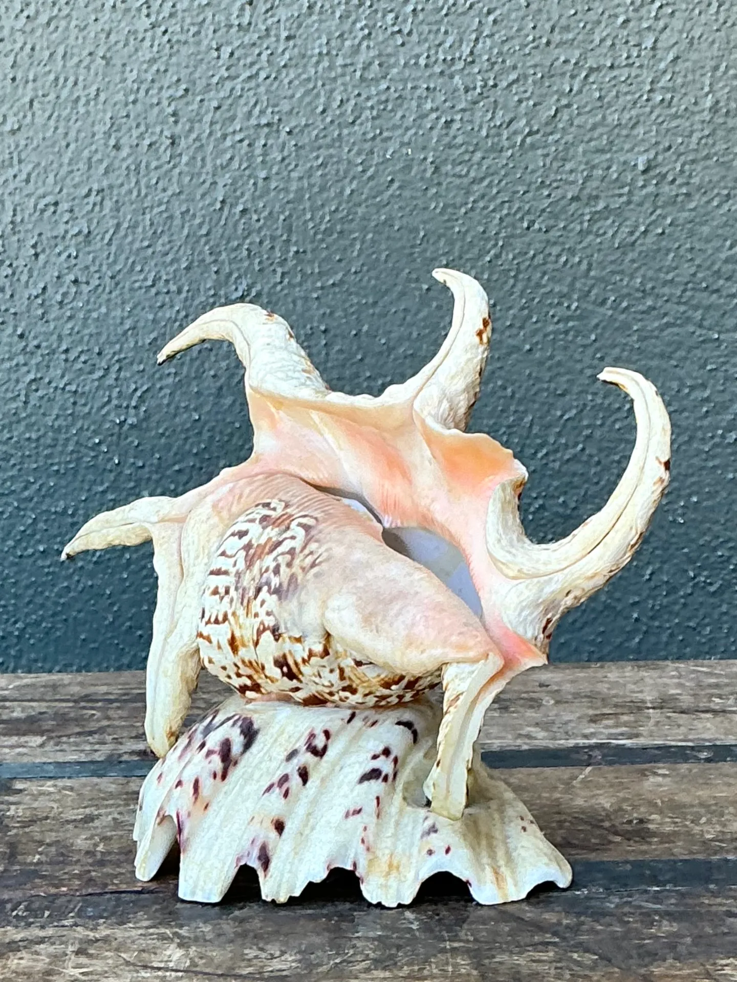Vintage Spiked Shell Vanity Lamp — additional photo 7