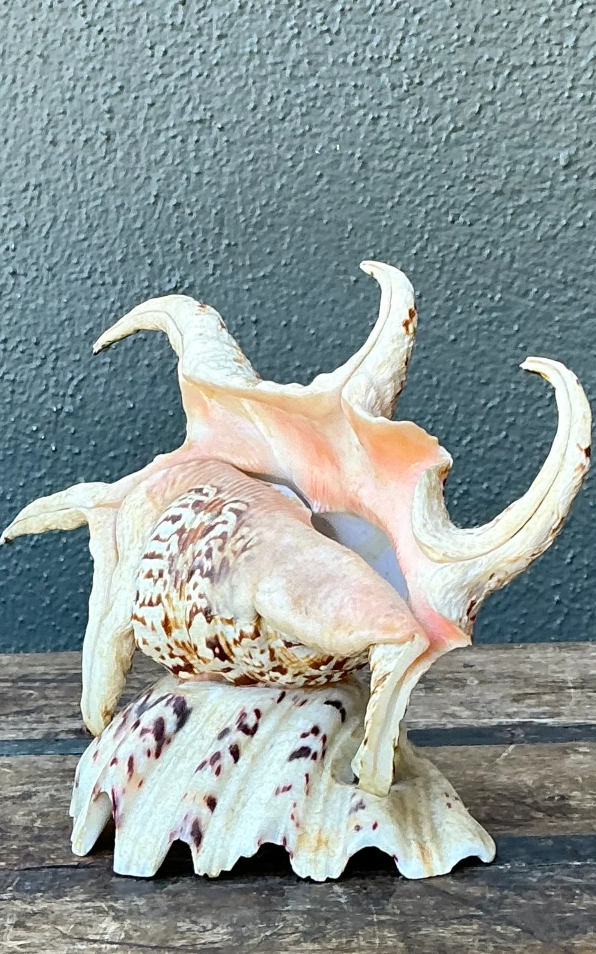 Vintage Spiked Shell Vanity Lamp — additional photo 7