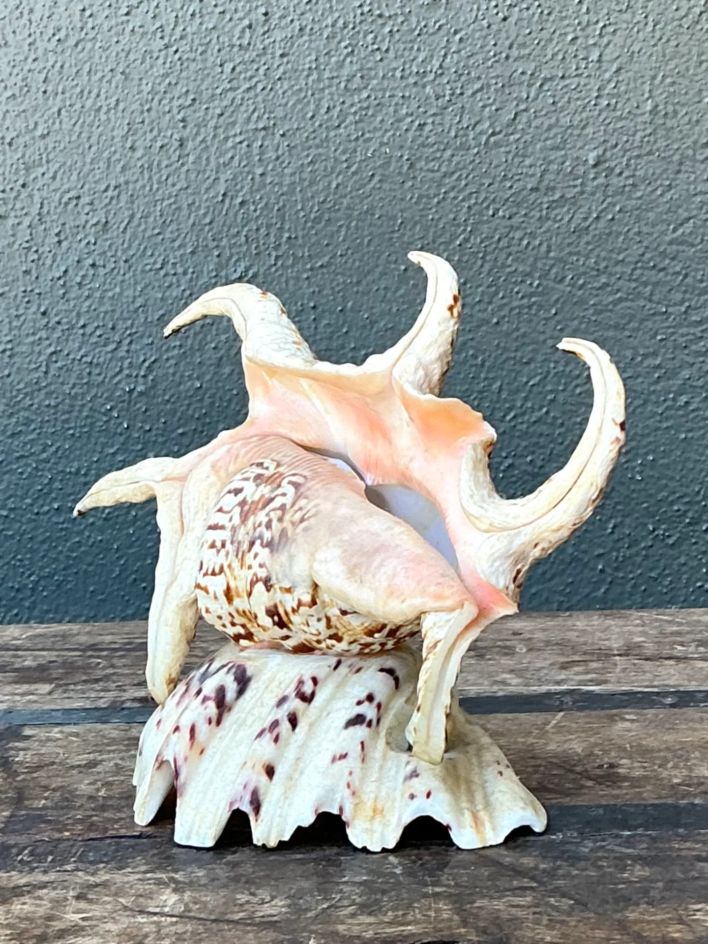 Vintage Spiked Shell Vanity Lamp — additional photo 5
