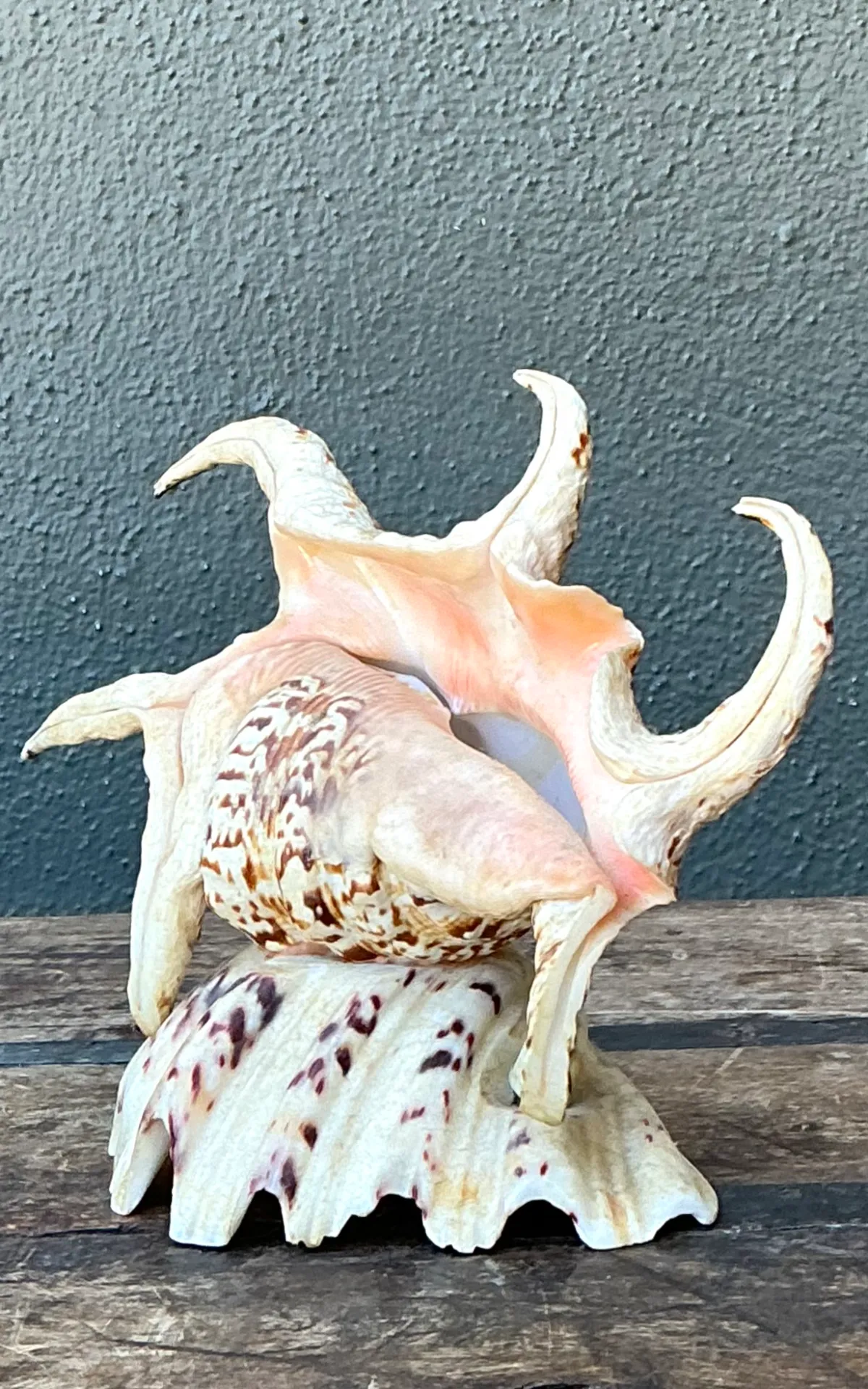 Vintage Spiked Shell Vanity Lamp — additional photo 5