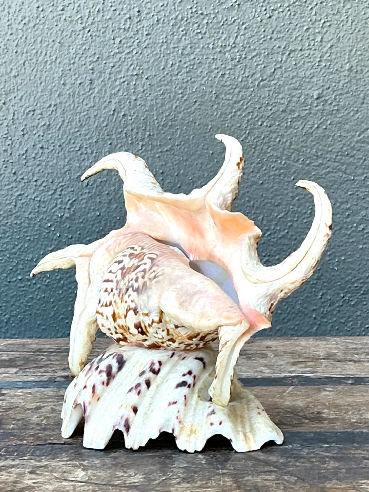 Vintage Spiked Shell Vanity Lamp — additional photo 1