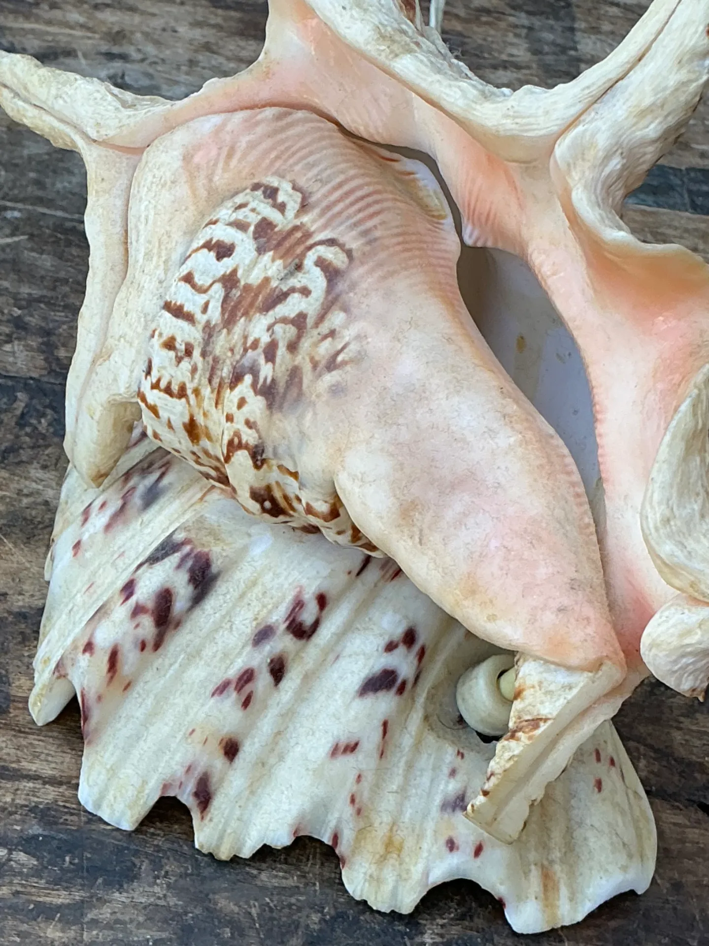 Vintage Spiked Shell Vanity Lamp — additional photo 4