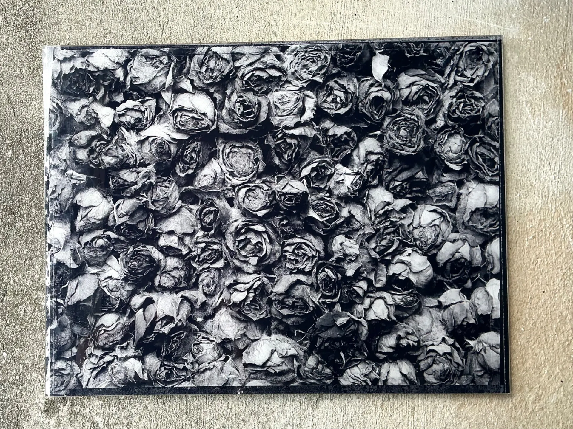 Vintage 1993 Mauricio Donelli “”A Thousand Of Roses” Photograph On Plexi — additional photo 7