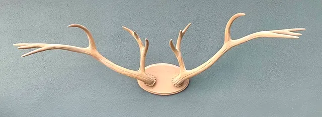 Vintage Carved Wood Antler Wall Mount — additional photo 2