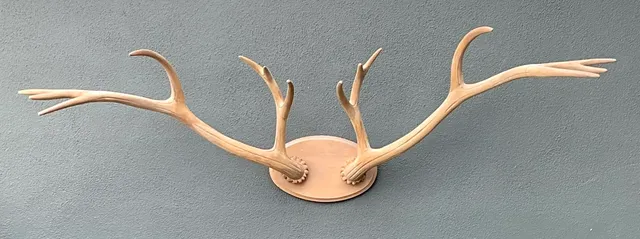 Vintage Carved Wood Antler Wall Mount — additional photo 8