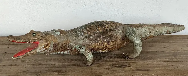 Vintage MCM Taxidermy Alligator — additional photo 8