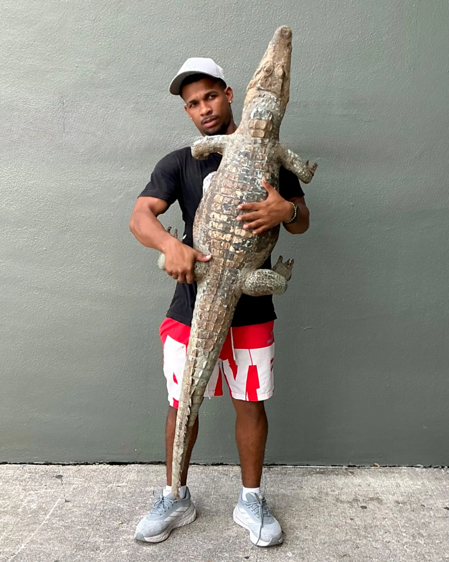 Vintage MCM Taxidermy Alligator — additional photo 2