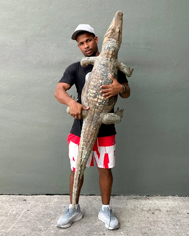 Vintage MCM Taxidermy Alligator — additional photo 2