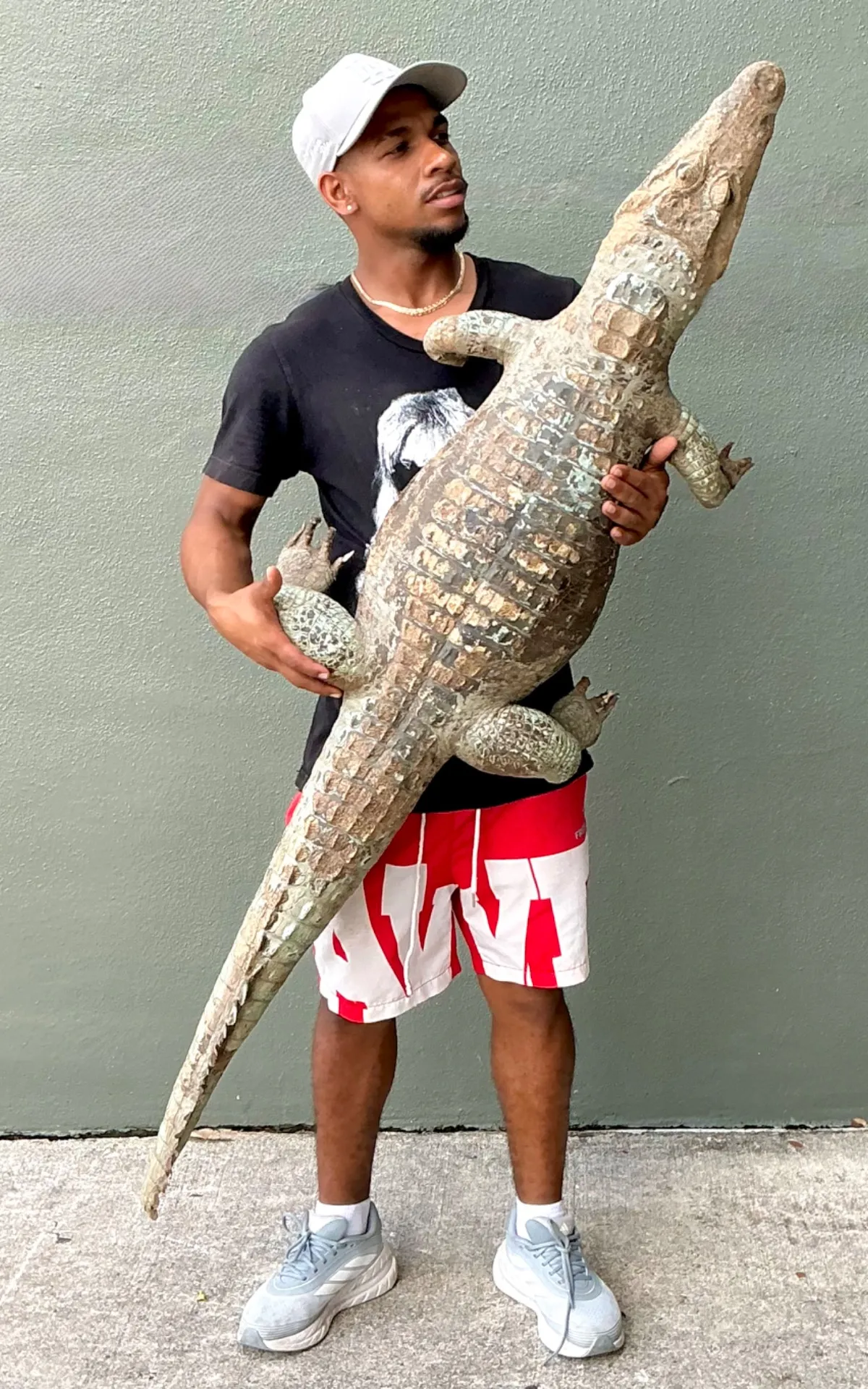 Vintage MCM Taxidermy Alligator — additional photo 4