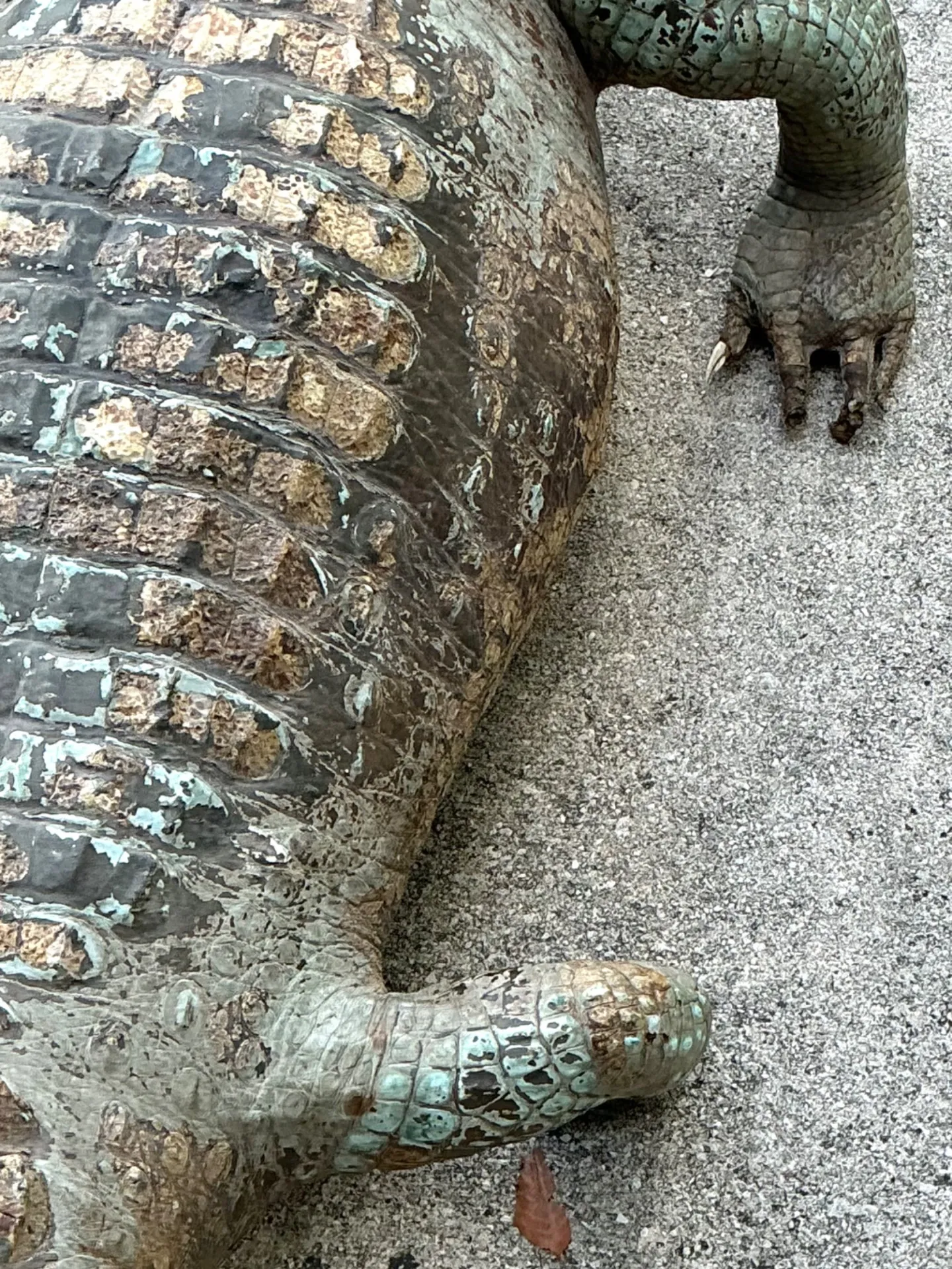 Vintage MCM Taxidermy Alligator — additional photo 5