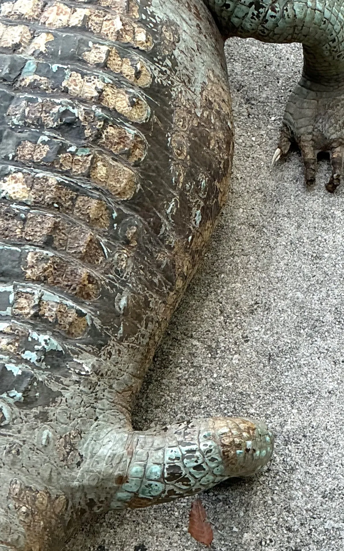 Vintage MCM Taxidermy Alligator — additional photo 5