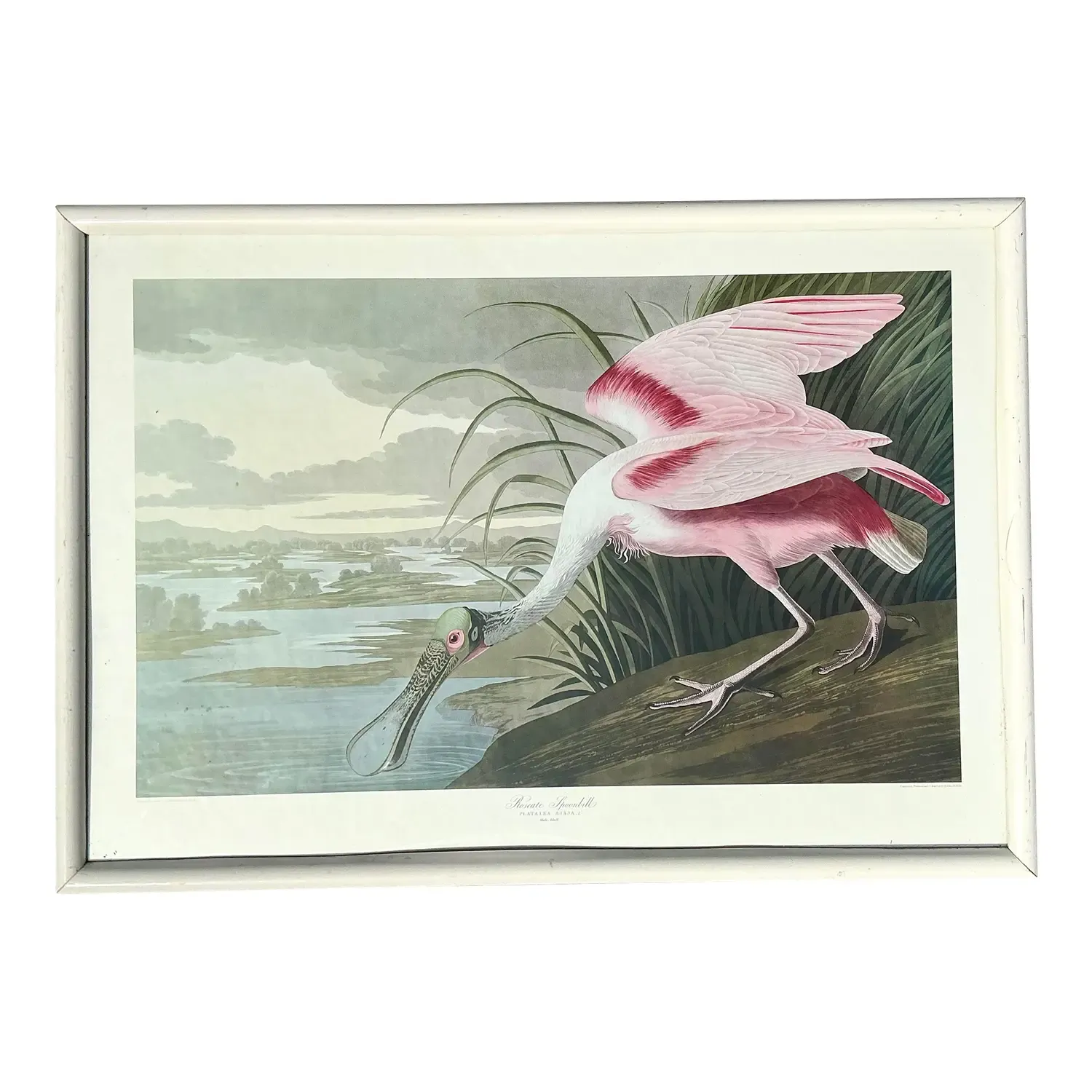 Vintage Audubon Print of Pink Spoonbill — additional photo 1