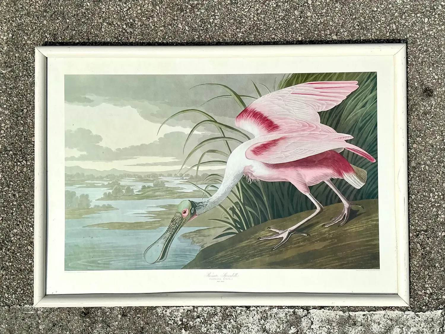 Vintage Audubon Print of Pink Spoonbill — additional photo 4