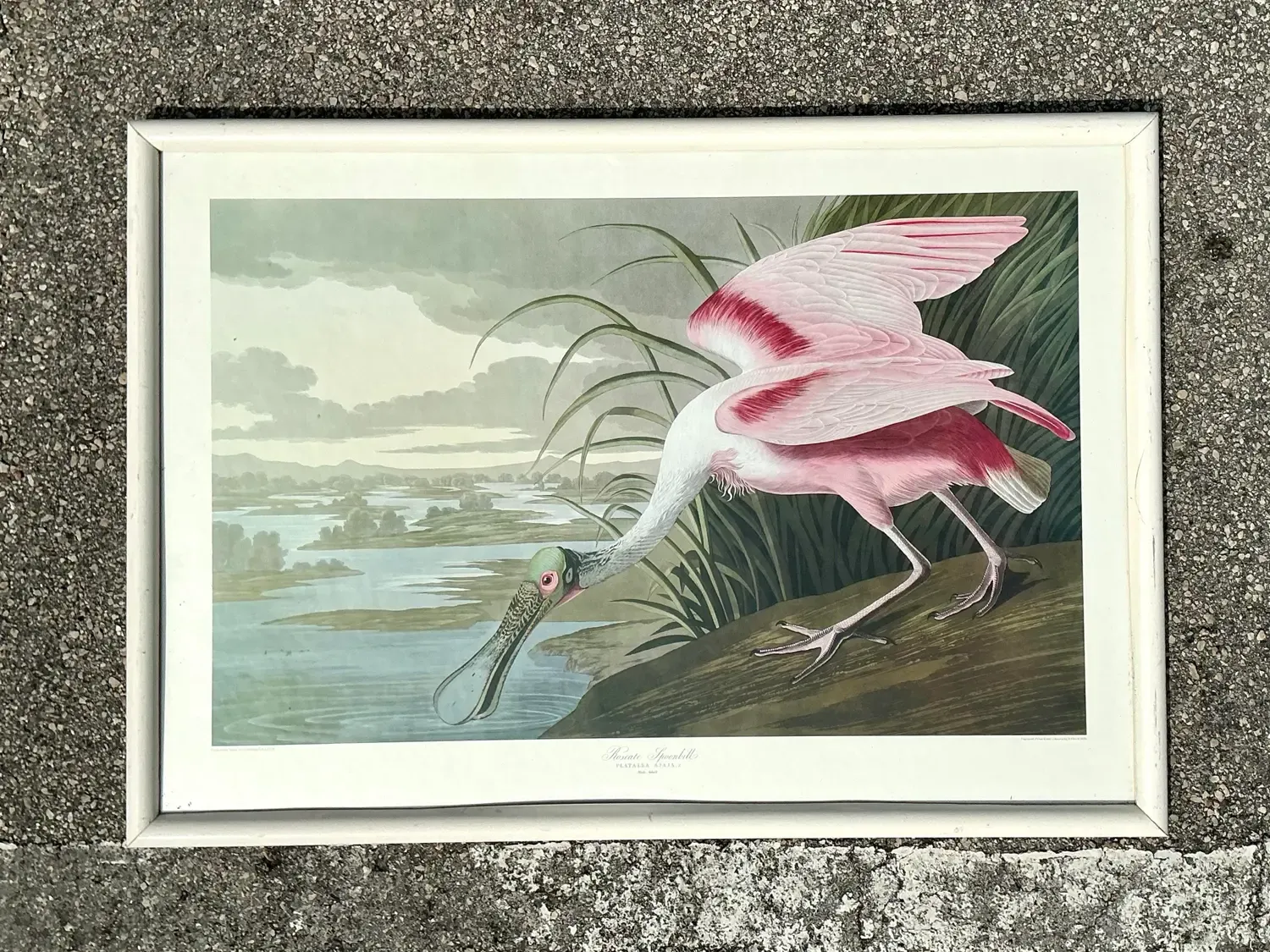 Vintage Audubon Print of Pink Spoonbill — additional photo 5