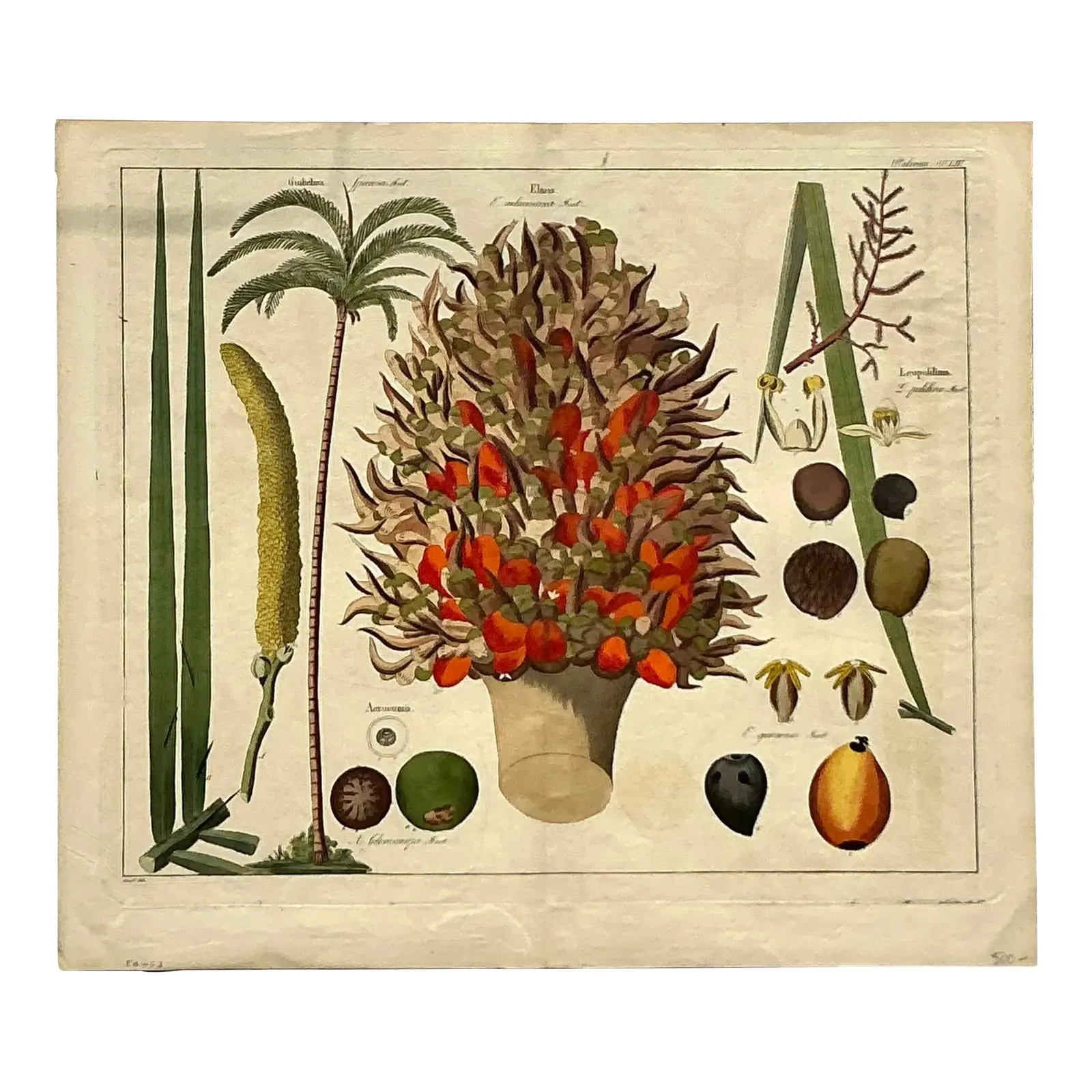 Vintage Boho Botanical Engraving — additional photo 1