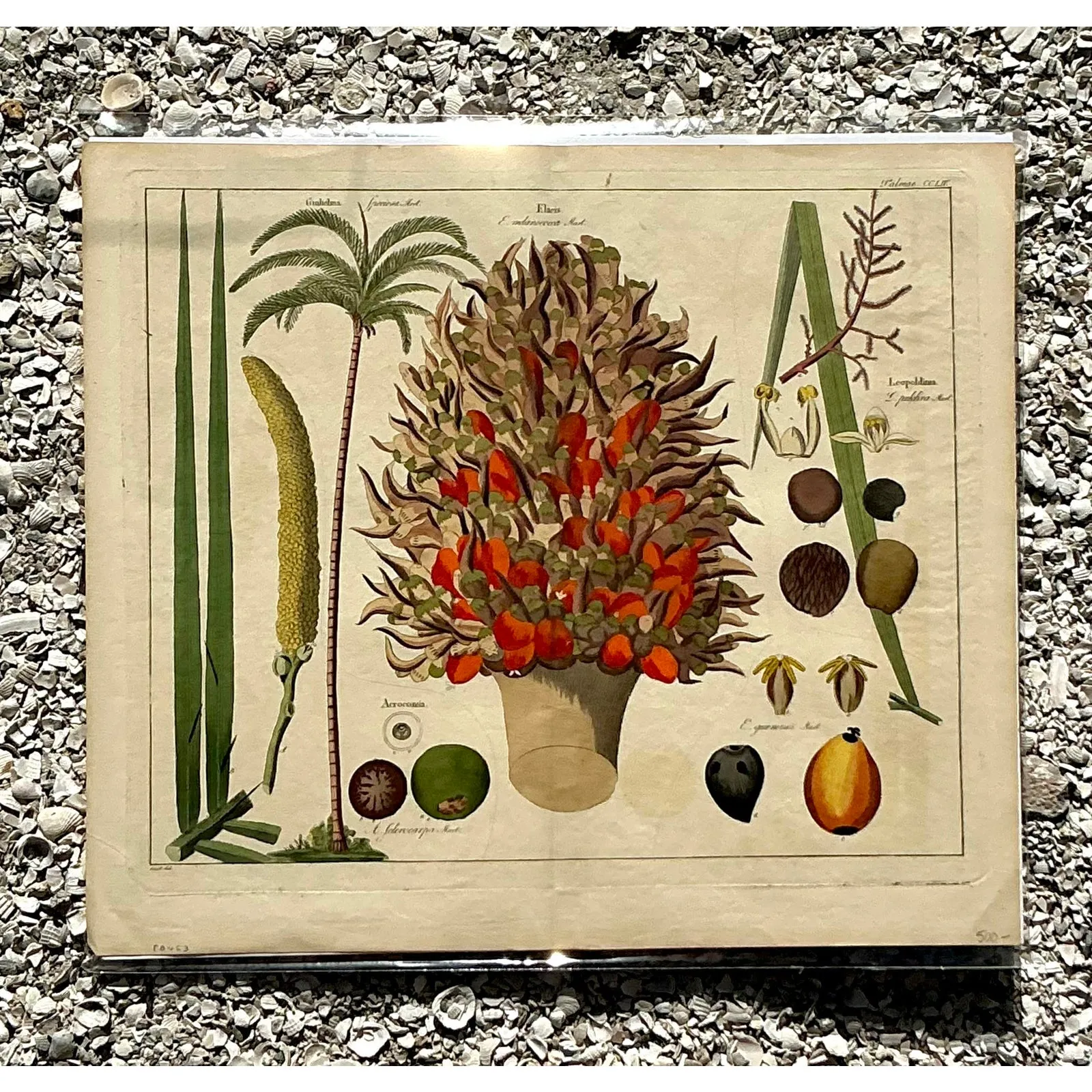 Vintage Boho Botanical Engraving — additional photo 2